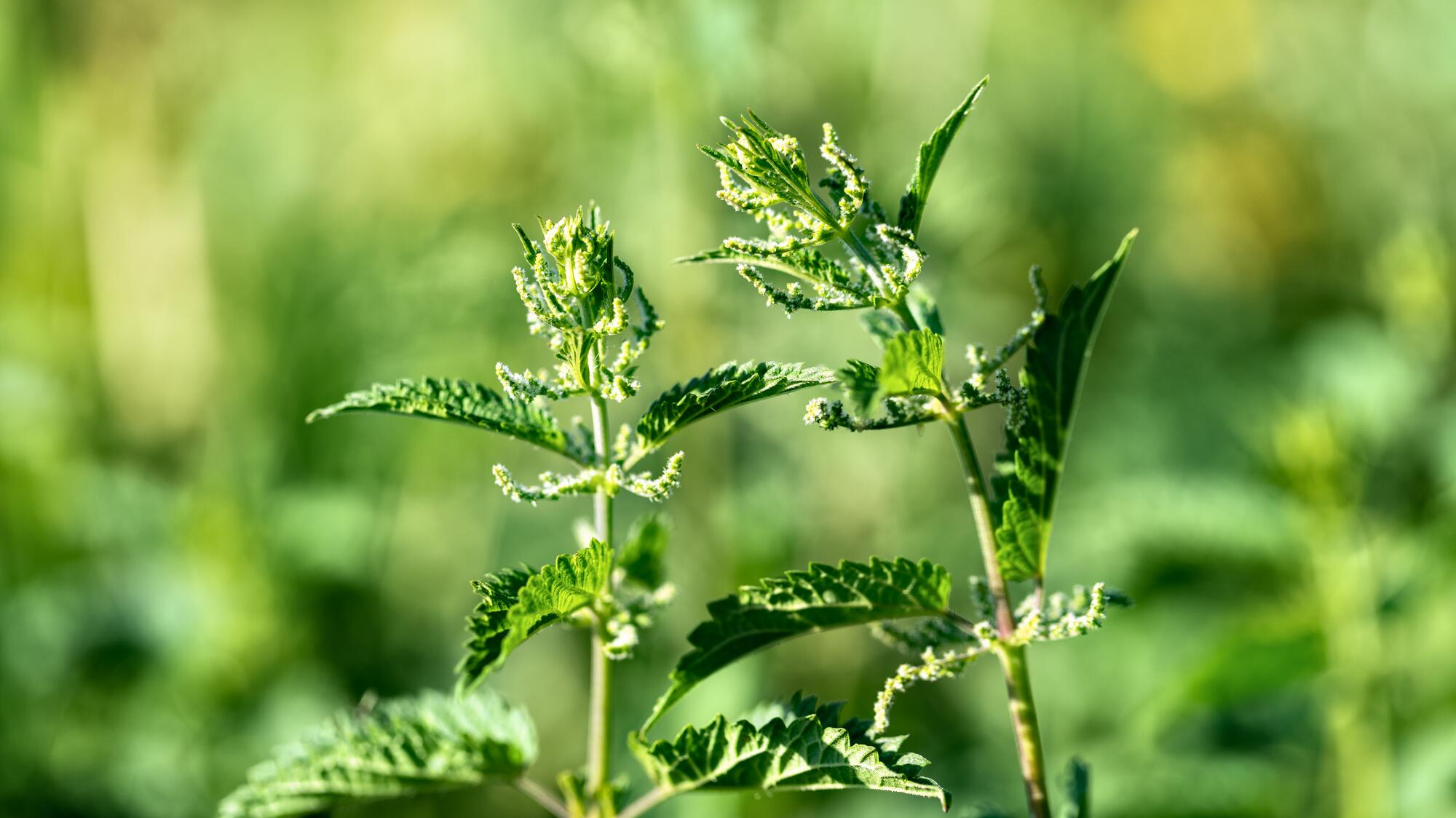 kl_nettle_active-ingredient_field_plant_2019 -1-